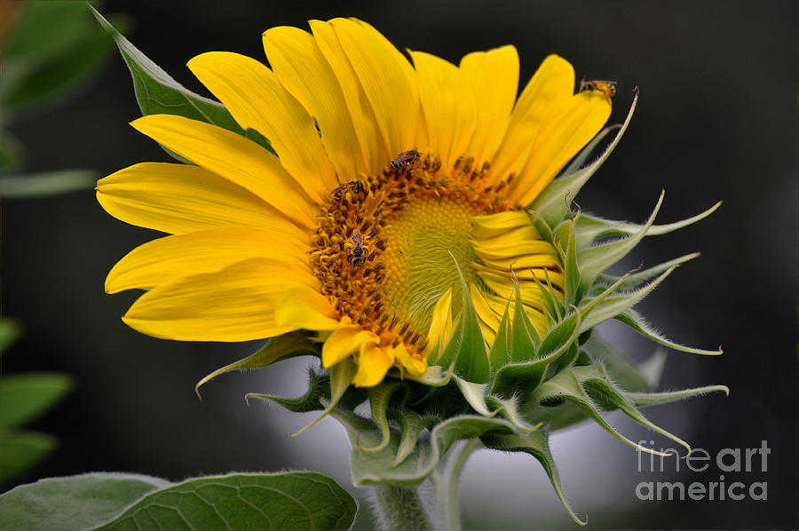 Sunflower Photograph by Savannah Gibbs