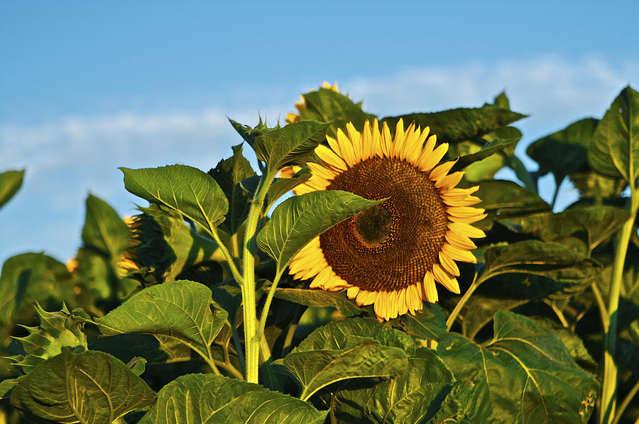 Sunflower Photograph by SC Heffner