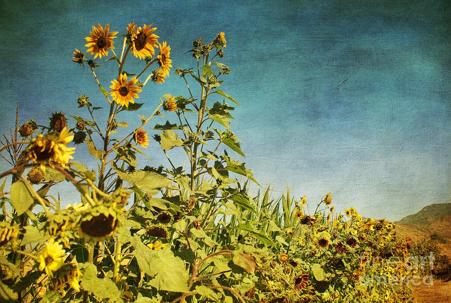 Sunflower Scenic Photograph by Peggy Hughes