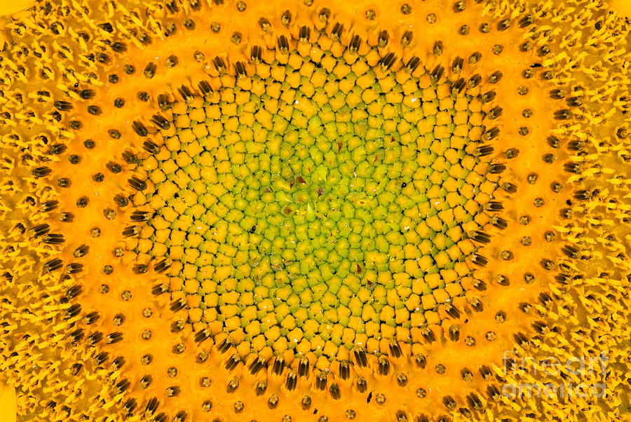 Sunflower Photograph by Scott Camazine