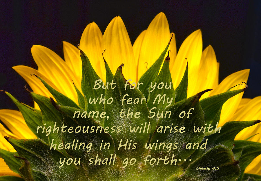 Sunflower Scripture Sun arises Photograph by Sandi OReilly