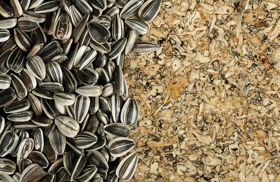 Nature Photograph - Sunflower Seed Board by Pascal Goetgheluck/science Photo Library