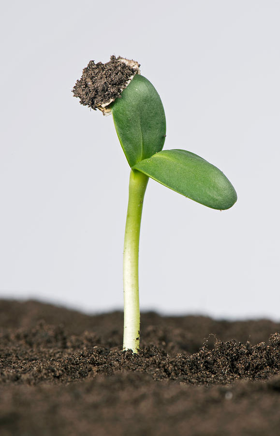Sunflower Seed Germinating, 3 Of 5 Photograph by Nigel Cattlin