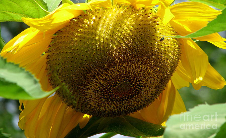 Sunflower Seed head Macro Photograph by Rose Santuci-Sofranko