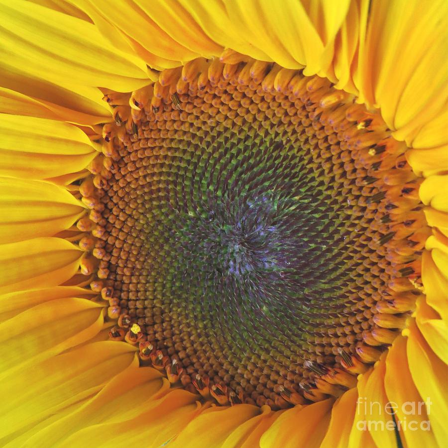 Sunflower Seedhead Photograph by Scott Cameron