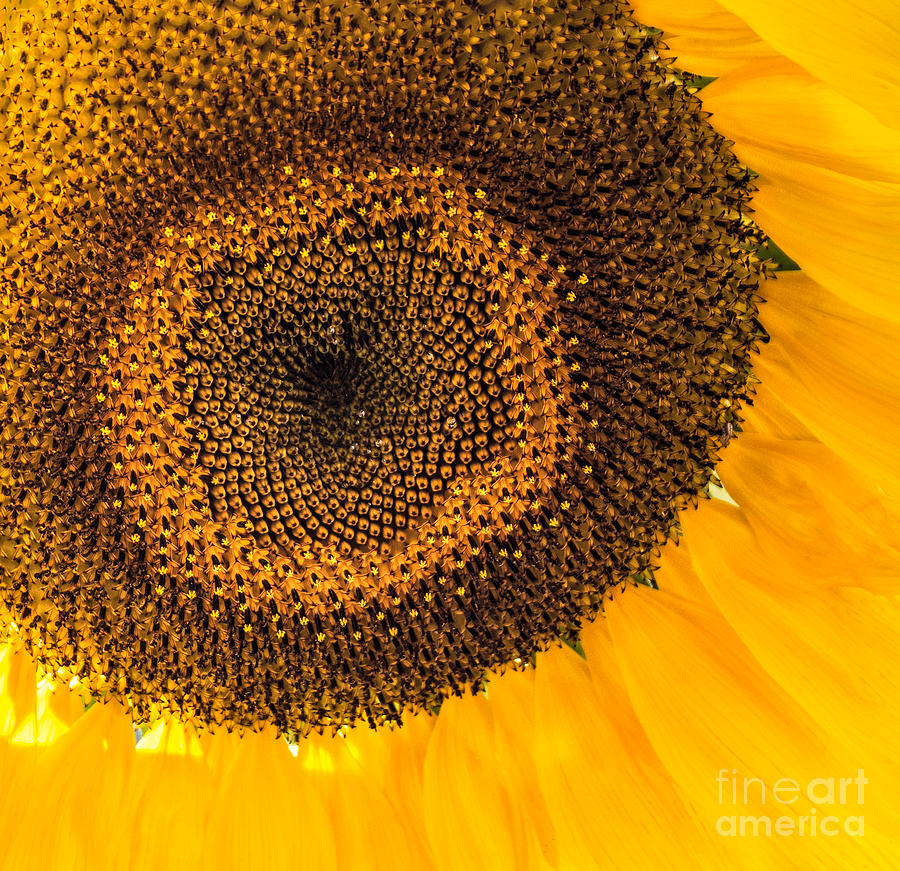 Sunflower Seeds Photograph by Arlene Carmel