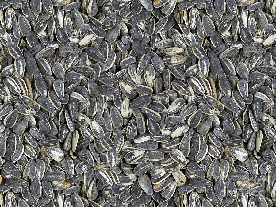 Sunflower Digital Art - Sunflower Seeds by Peter Awax