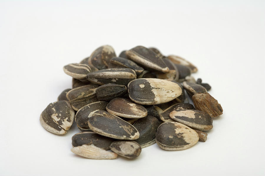Sunflower Photograph - Sunflower Seeds (helianthus Annuus) by Science Stock Photography/science Photo Library