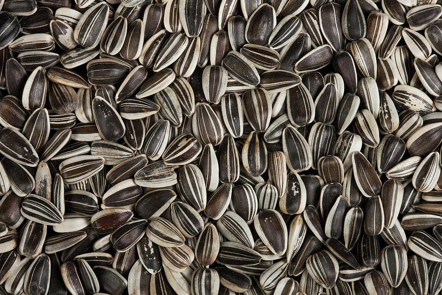 Sunflower Seeds Photograph by Pascal Goetgheluck/science Photo Library ...