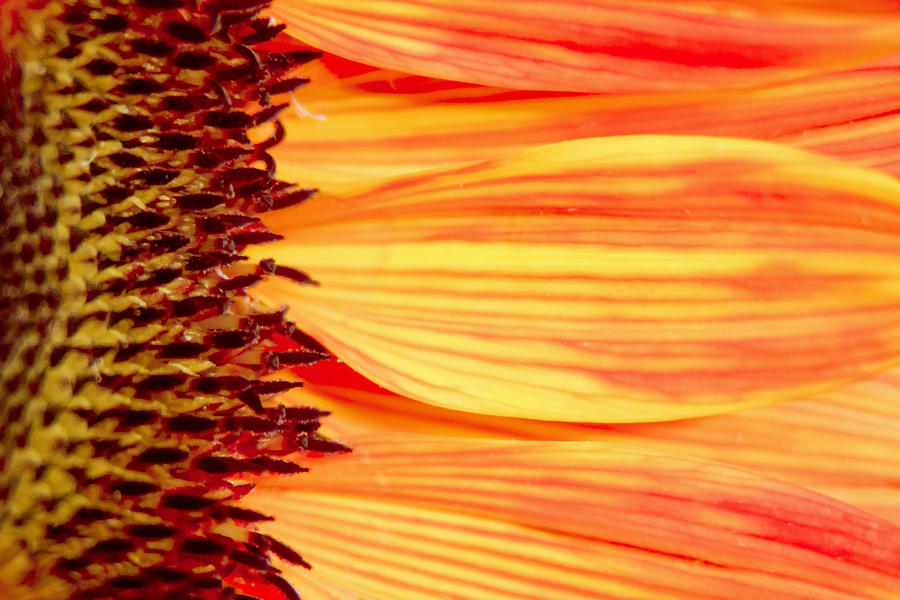 Sunflower sense Photograph by Vanessa Thomas