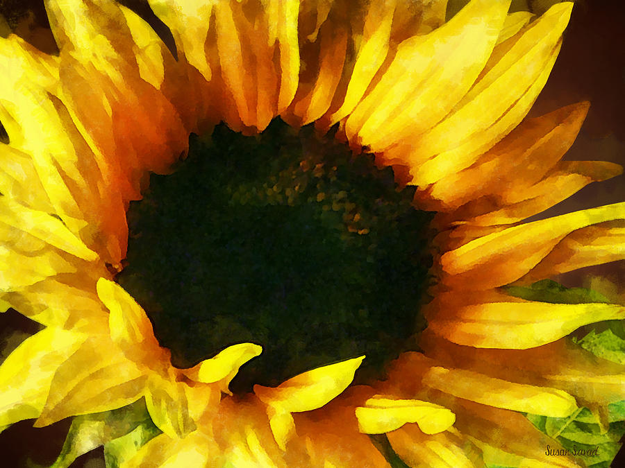 Sunflower Shadow and Light Photograph by Susan Savad
