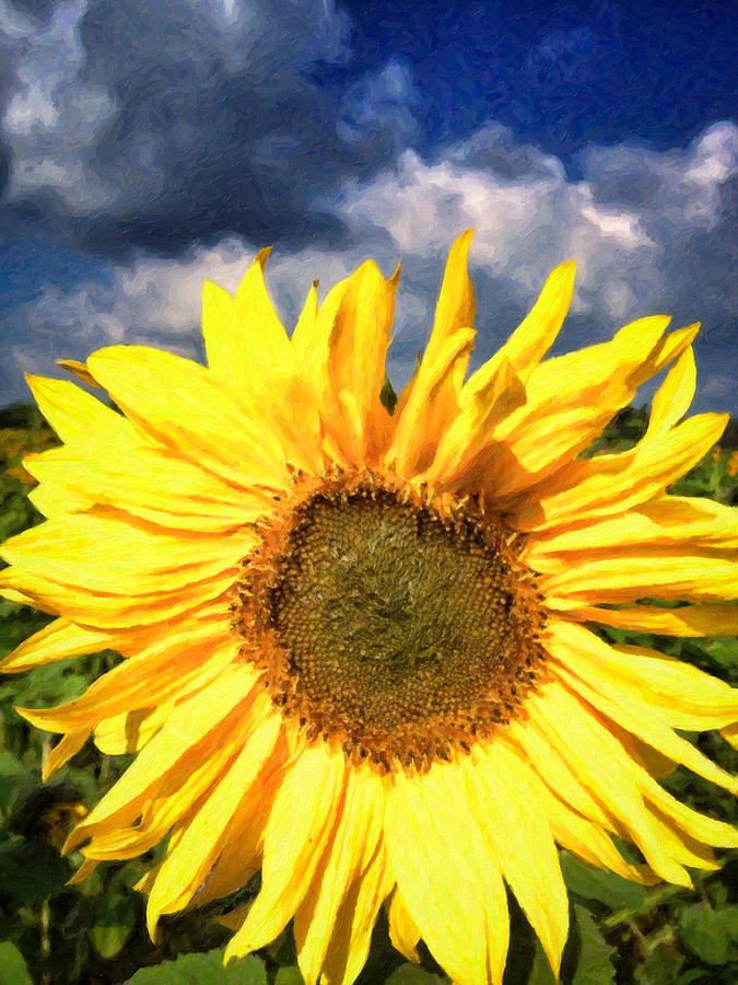 Sunflower Photograph by Shirley Radabaugh