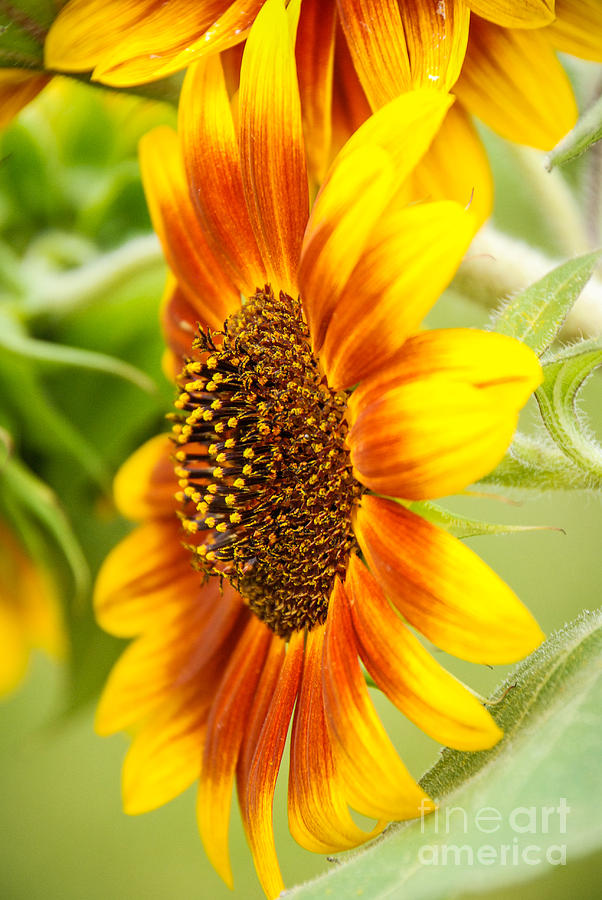 Sunflower Side Portrait Photograph by Grace Grogan