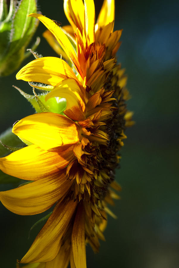 Download Sunflower Sideview Photograph by Saija Lehtonen
