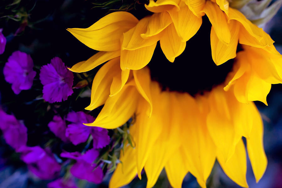 Sunflower signals Photograph by Vanessa Thomas