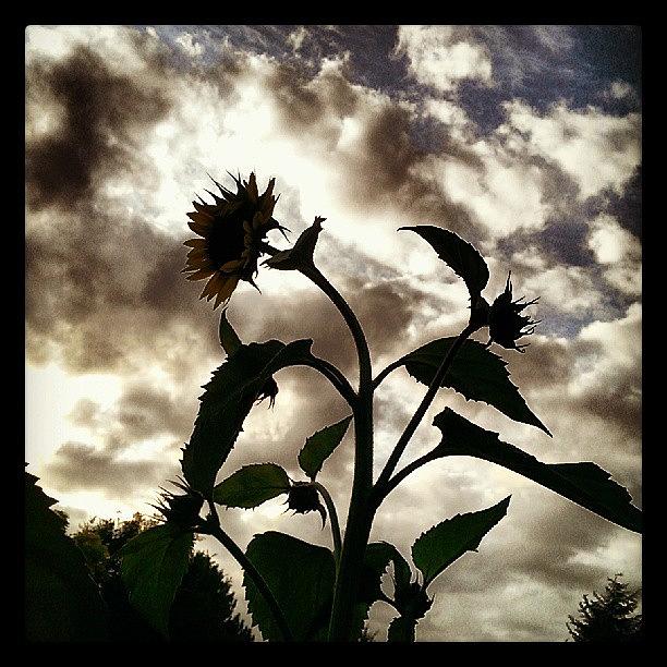 Sunflower Silhouette Photograph by Martin  Cass