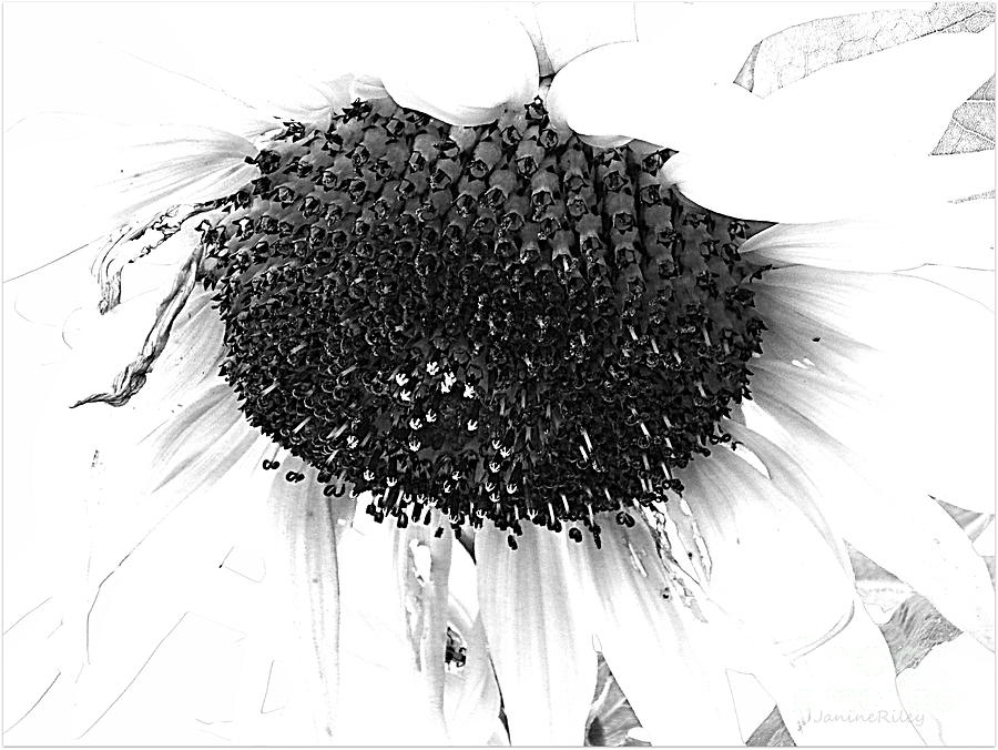 Sunflower Photograph - Sunflower - Simply Sweet by Janine Riley