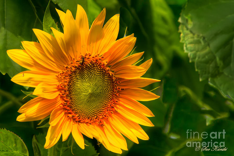 Sunflower Single Photograph by Sue Karski
