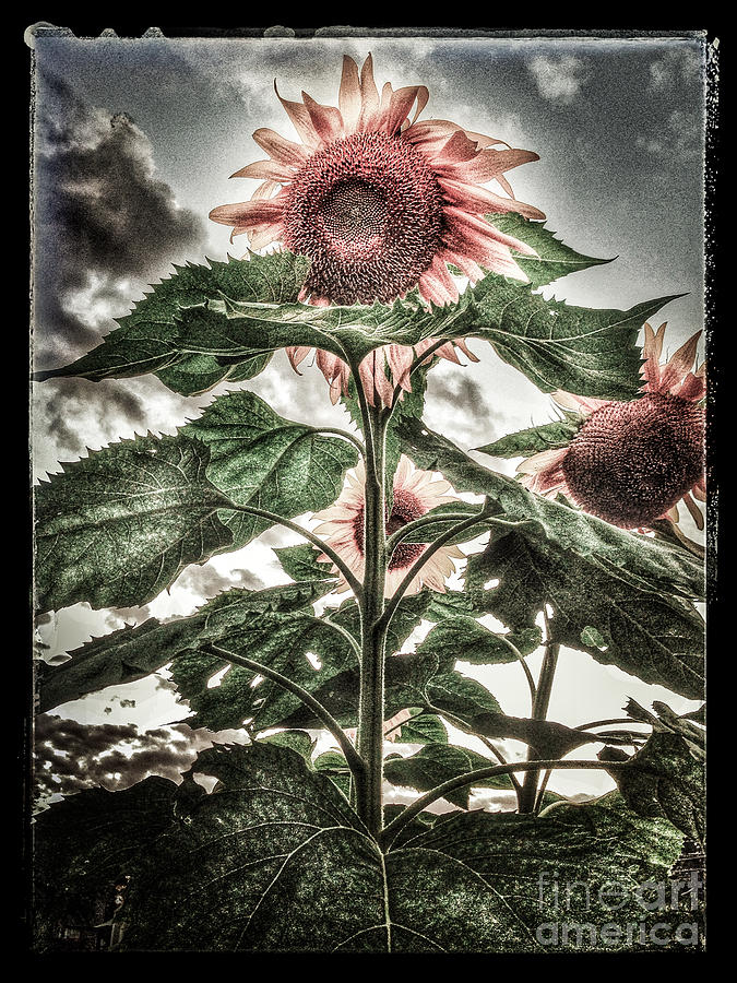 Sunflower Sky 2 Photograph by Michael Arend