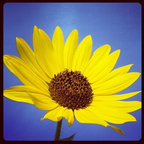 Sunflower Photograph - #sunflower #sky #awesome #bestoftheday by Deb Lew