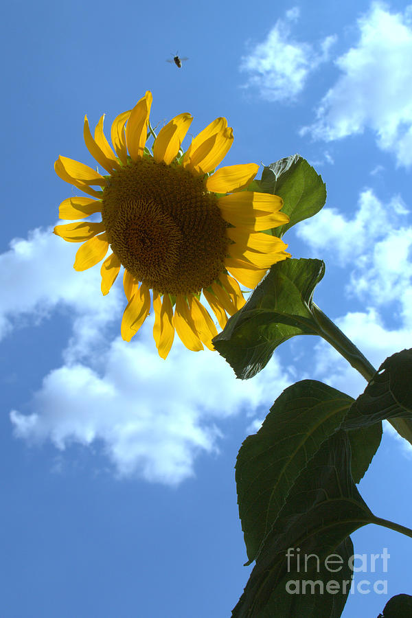 Sunflower Sky Photograph by Jim McCain