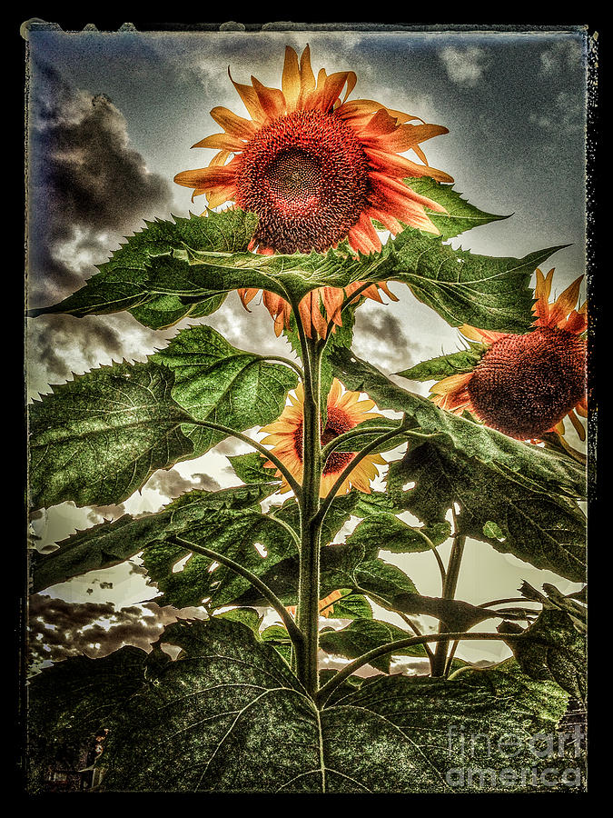 Sunflower Photograph - Sunflower Sky by Michael Arend