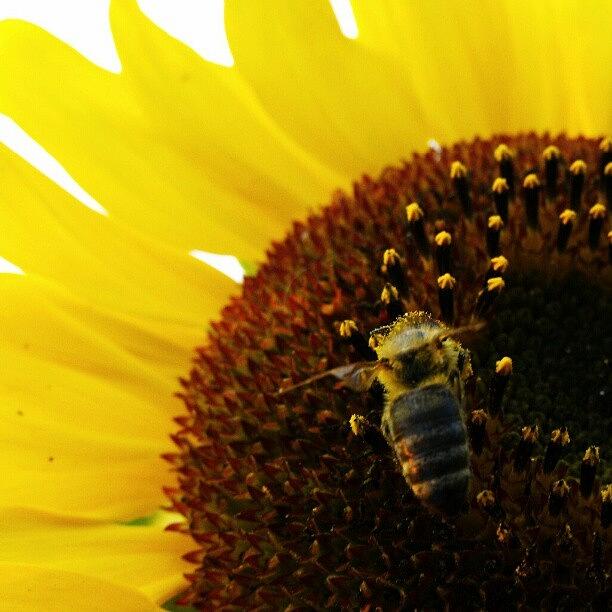 Sunflower Photograph - #sunflower #slnecnica #vcela #vcielka by Mato Mato