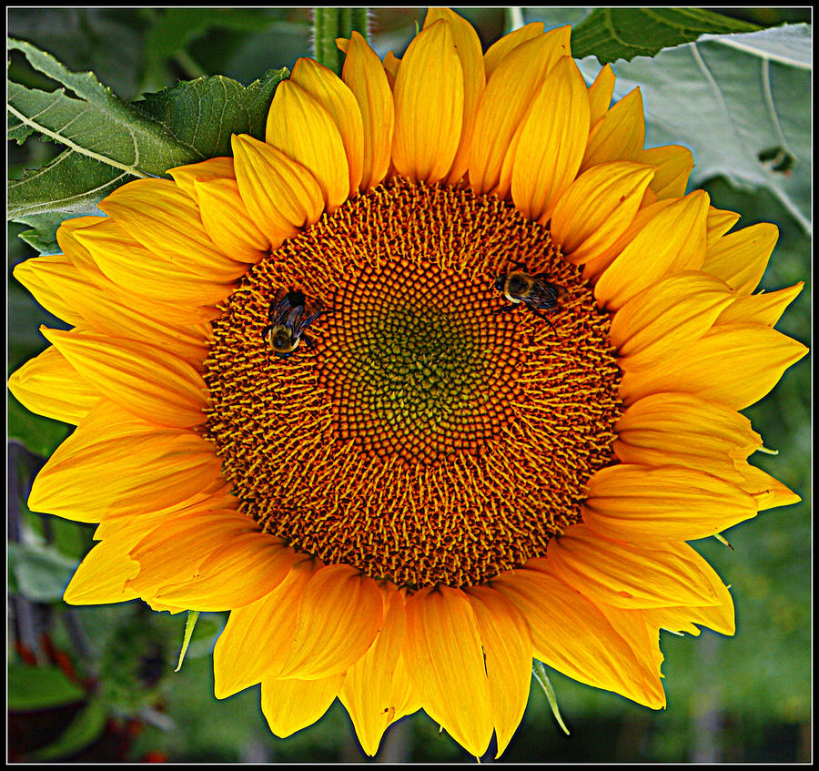 Sunflower Smile Photograph by Dora Sofia Caputo