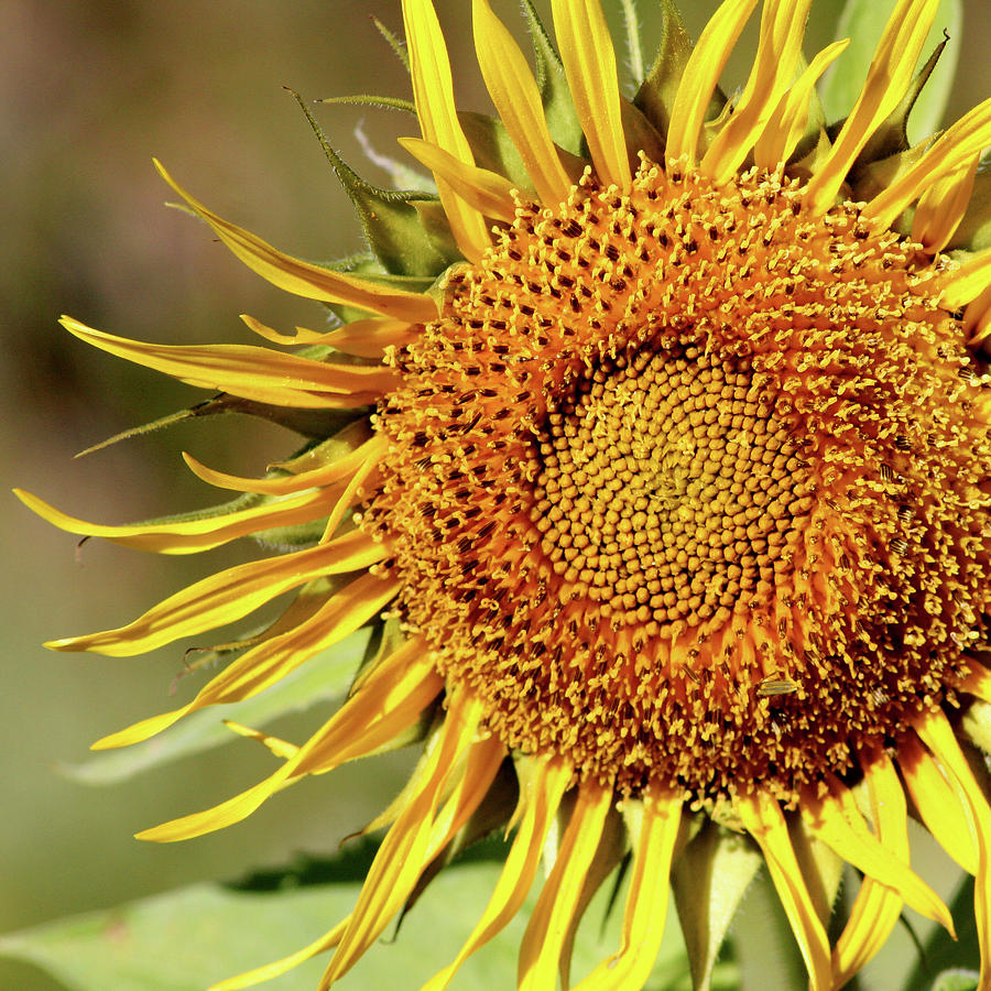 Sunflower Spikes Photograph by Art Block Collections