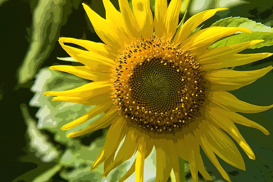 Sunflower Spiral Photograph by John Bartosik