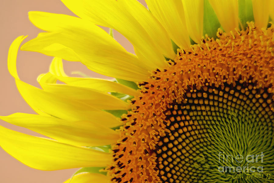 Sunflower Floral Macro Close-up Photograph by Carol F Austin