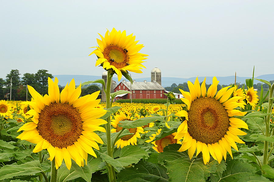 Sunflower Photograph - Sunflower Splendor #1 - Mifflinburg PA by Joel E Blyler