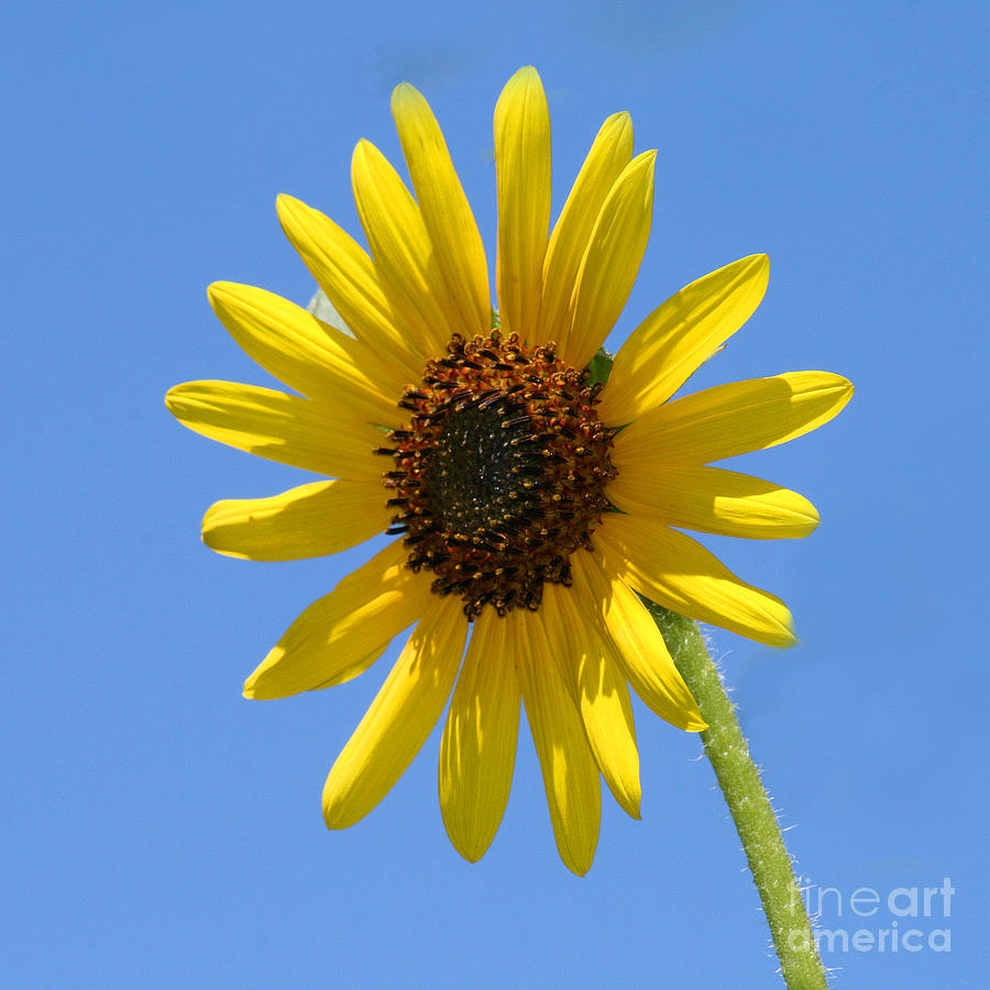 Sunflower Square Photograph by Karen Adams
