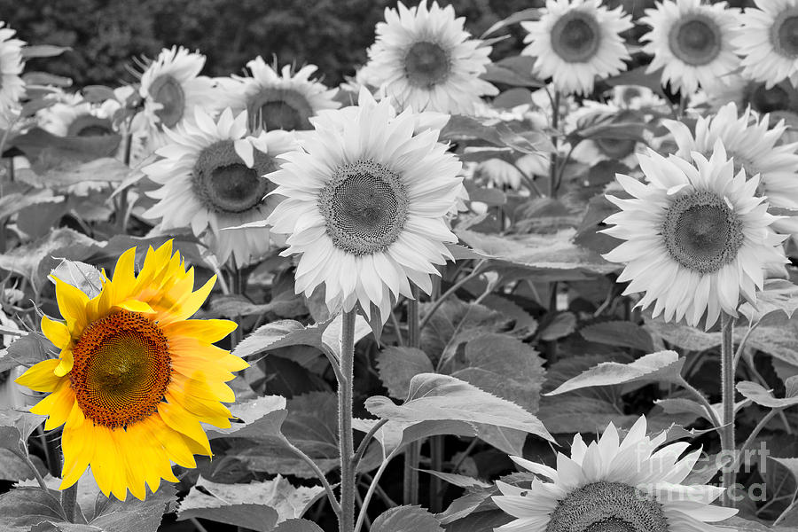 Sunflower standing out Photograph by Brad Marzolf Photography