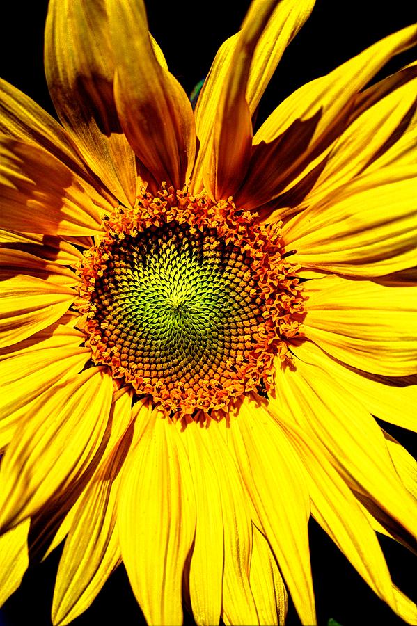 Sunflower star Photograph by David Matthews