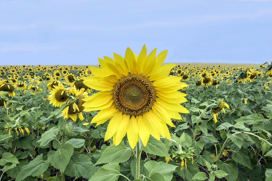Sunflower Star Of The Show Photograph by William Bitman