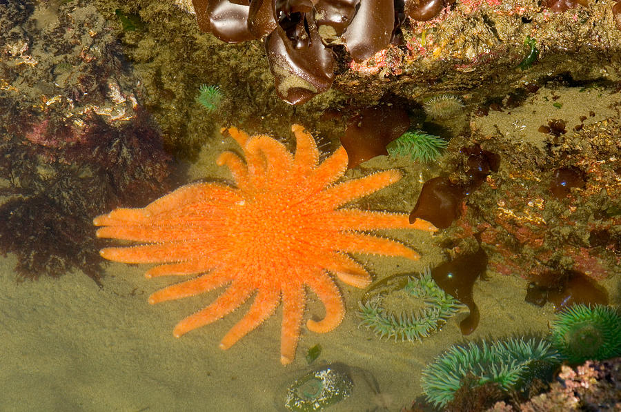 Sunflower Star Pycnopodia Helianthoides Photograph by Thomas And Pat Leeson