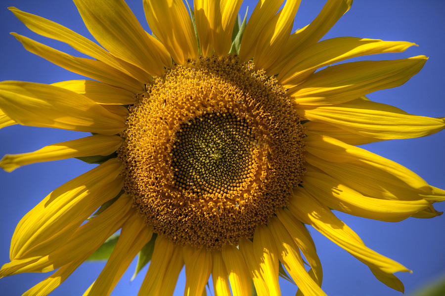 Sunflower Photograph by Steve Gravano