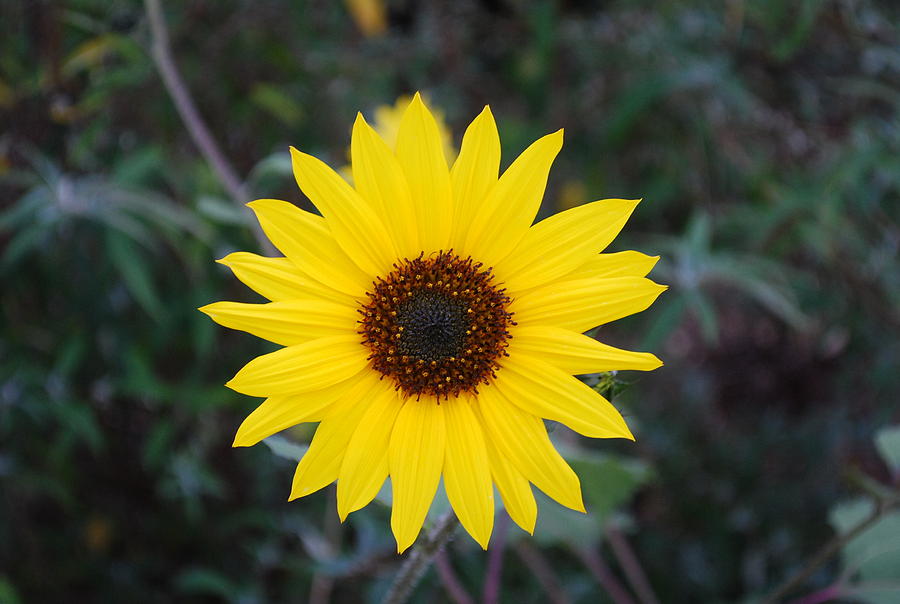 Sunflower Photograph - Sunflower by Steve Masley