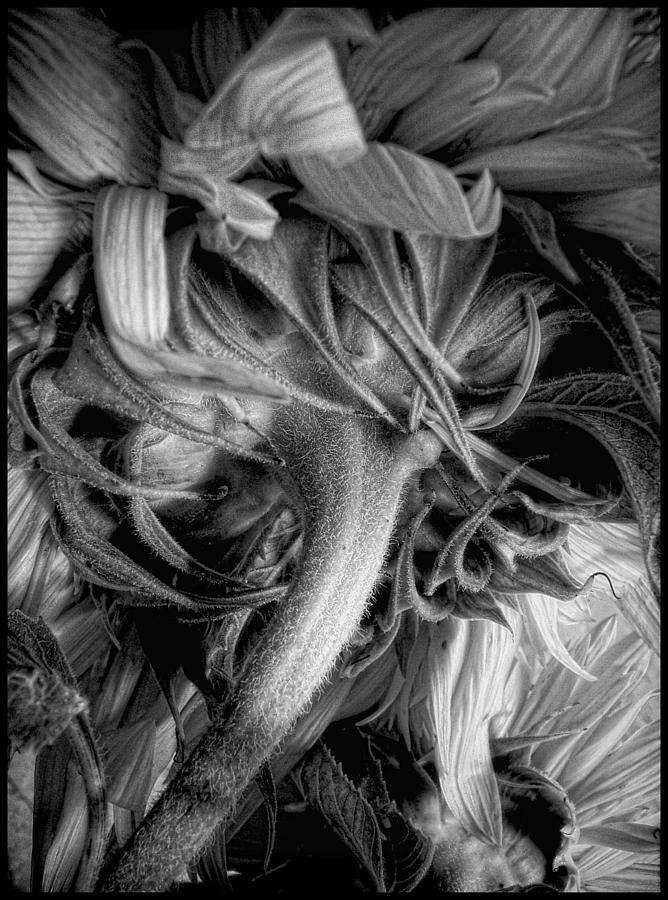 Sunflower Study #13 Photograph by Louise Kumpf