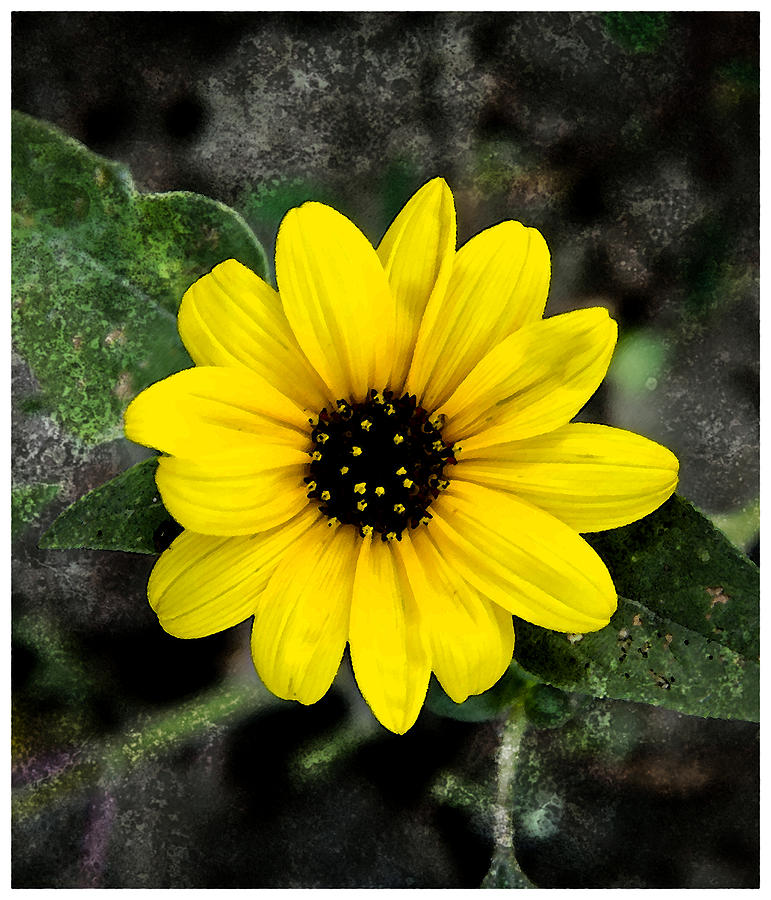 Flower Painting - Sunflower Study by AGeekonaBike Photography