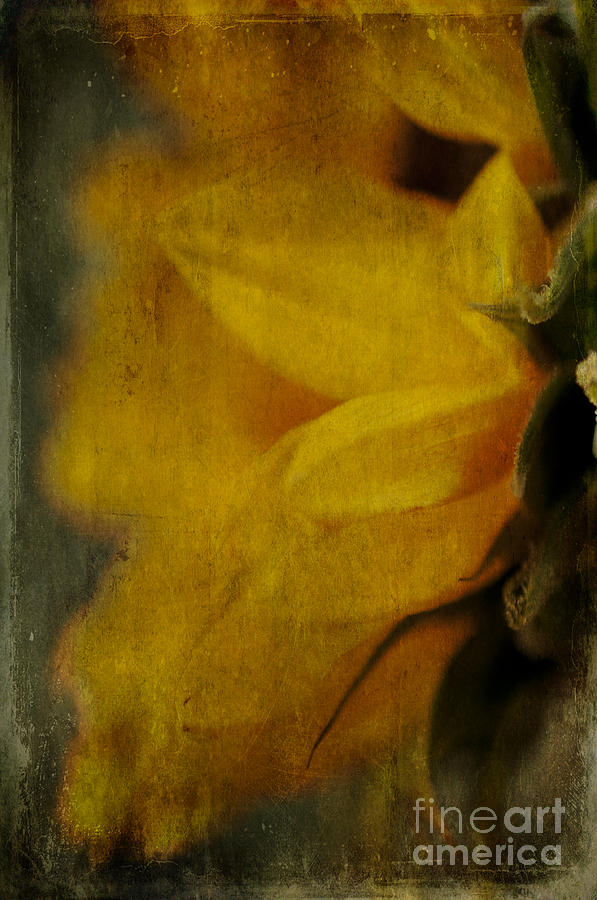 Sunflower Study II Photograph by Terry Rowe