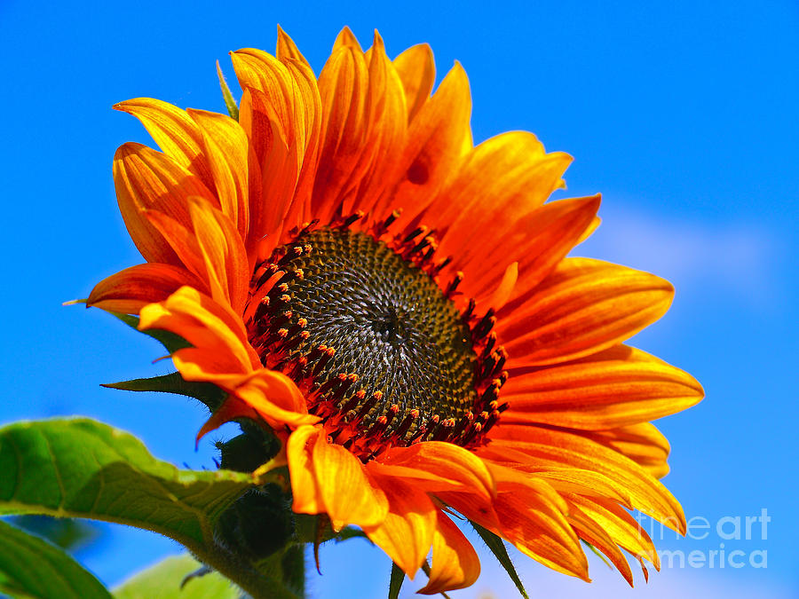 Sunflower Summer Photograph by Jeff Hochstrasser | Fine Art America