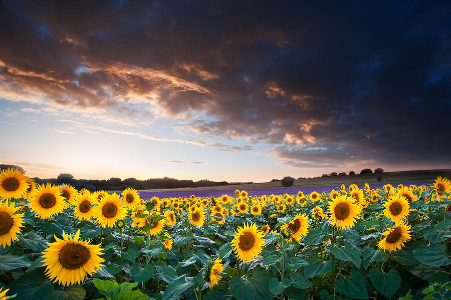 Sunflower Photograph - Sunflower Summer Sunset landscape with blue skies by Matthew Gibson