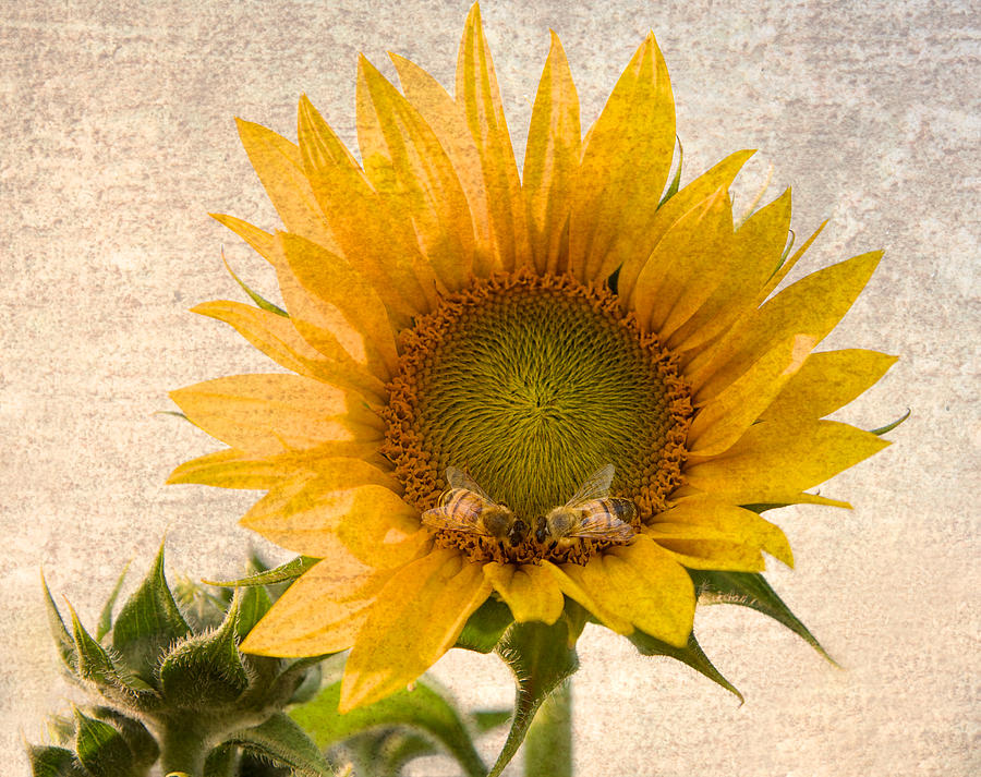 Sunflower Photograph - Sunflower - Sun Kiss by John Hamlon