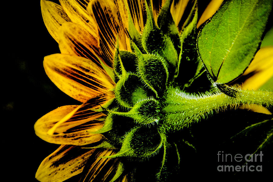Sunflower Sun Macro Photograph by Grace Grogan