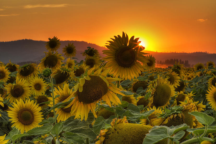 Sunflower Sun Rays Photograph