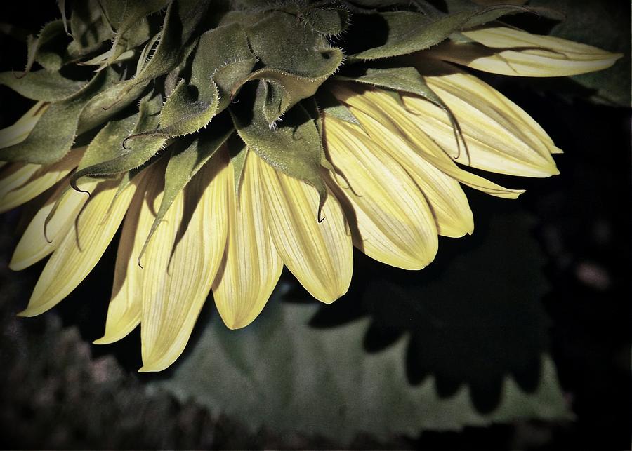 Sunflower Sundown Photograph by Elizabeth Sullivan