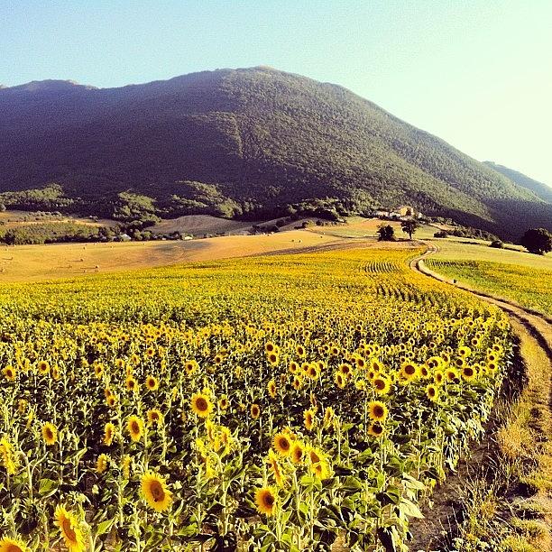 Summer Photograph - #sunflower #sunflowers #girasole by Simone Montemezzo