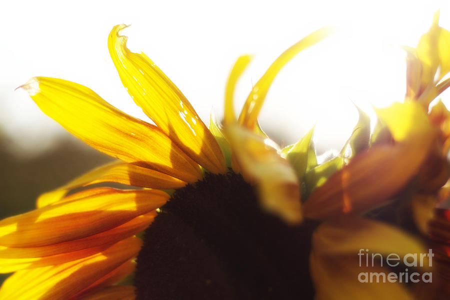 Sunflower Sunlight Photograph